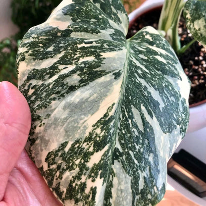 Buy Variegated Monstera - Plant Online at Lalitenterprise