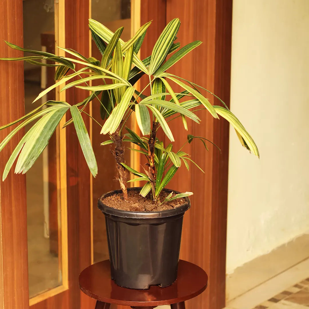 variegated palm plant Rhapis Excelsa Variegated (Lady palm or Bamboo palm)