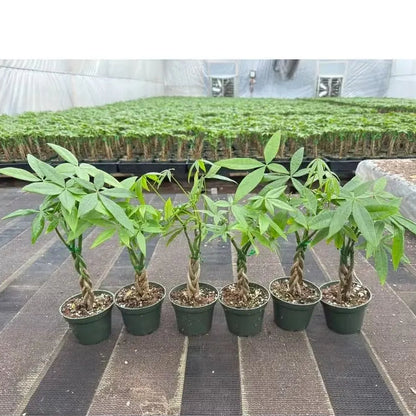 Miniature Pachira Aquatica (Mini Money Tree) - Plant