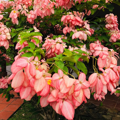 Buy Mussaenda Erythrophylla Pink - Plant Online at Lalitenterprise
