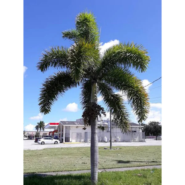 Buy Foxtail Palm -Plant Online at Lalitenterprise