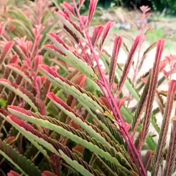 Buy Rare Red Amla (Phyllanthus emblica) plant online at Lalitenterprise
