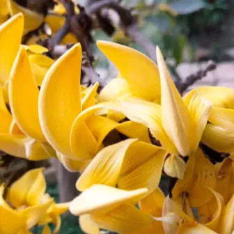 Buy Yellow Palash (Butea Monosperma) Plant online at Lalitenterprise