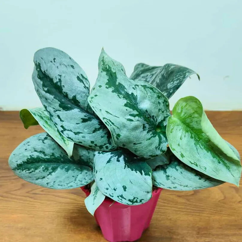 Buy Silver Satin Pothos (Scindapsus pictus) Plant Online at Lalitenterprise