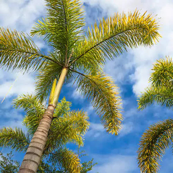 Buy Foxtail Palm  (Wodyetia bifurcata) -Plant  Online at Lalitenterprise
