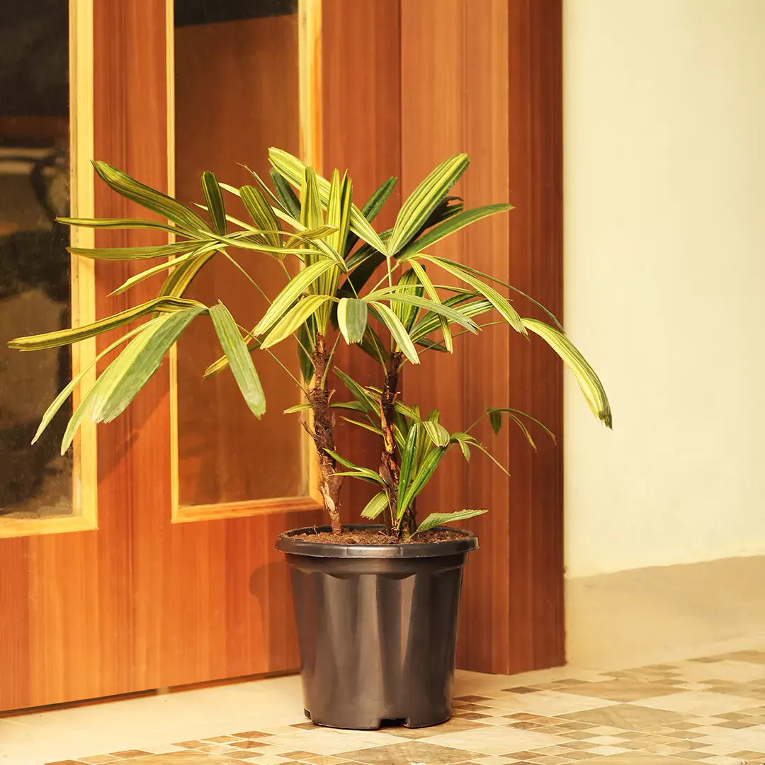 Buy Rhapis Excelsa Variegated (Lady palm or Bamboo palm) - Plant Online at Lalitenterprise