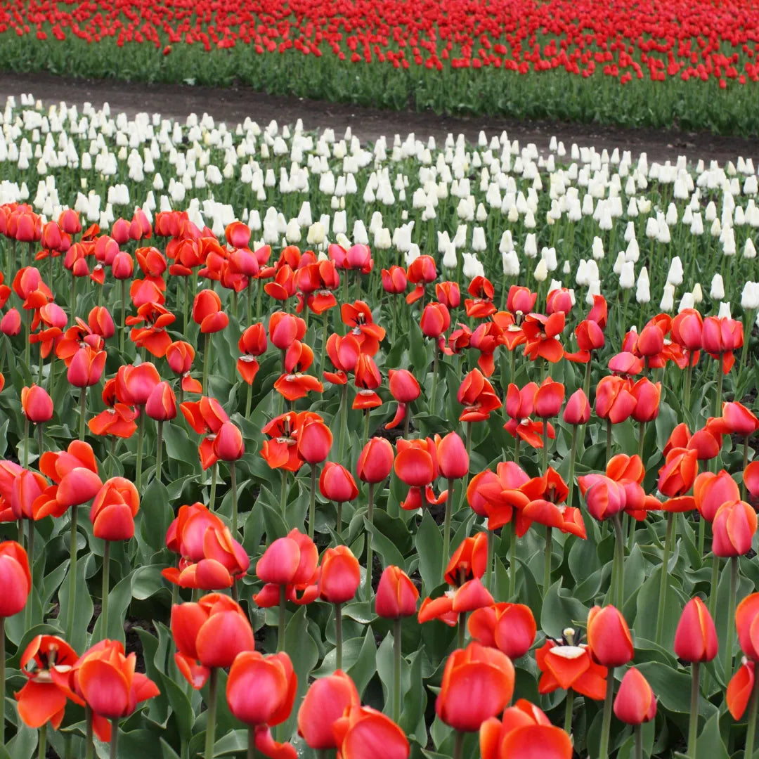 Buy Tulip Flowering Bulbs "Multicolour" Online at Lalitenterprise