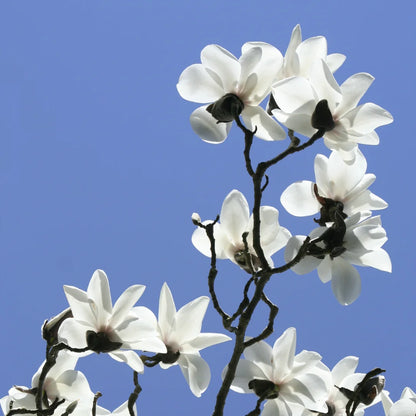 White Magnolia Grandiflora | Him Champa- Plant