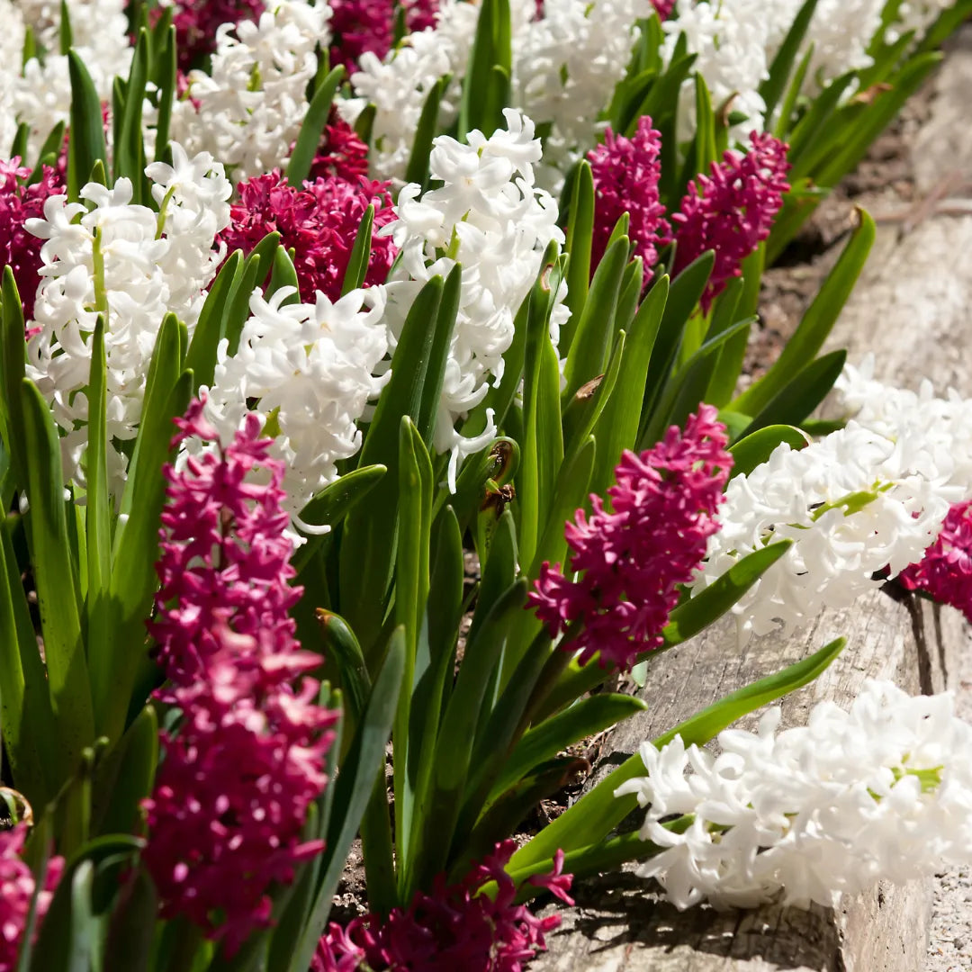 Buy Hyacinth Flower Bulbs "Multicolour" Online at Lalitenterprise