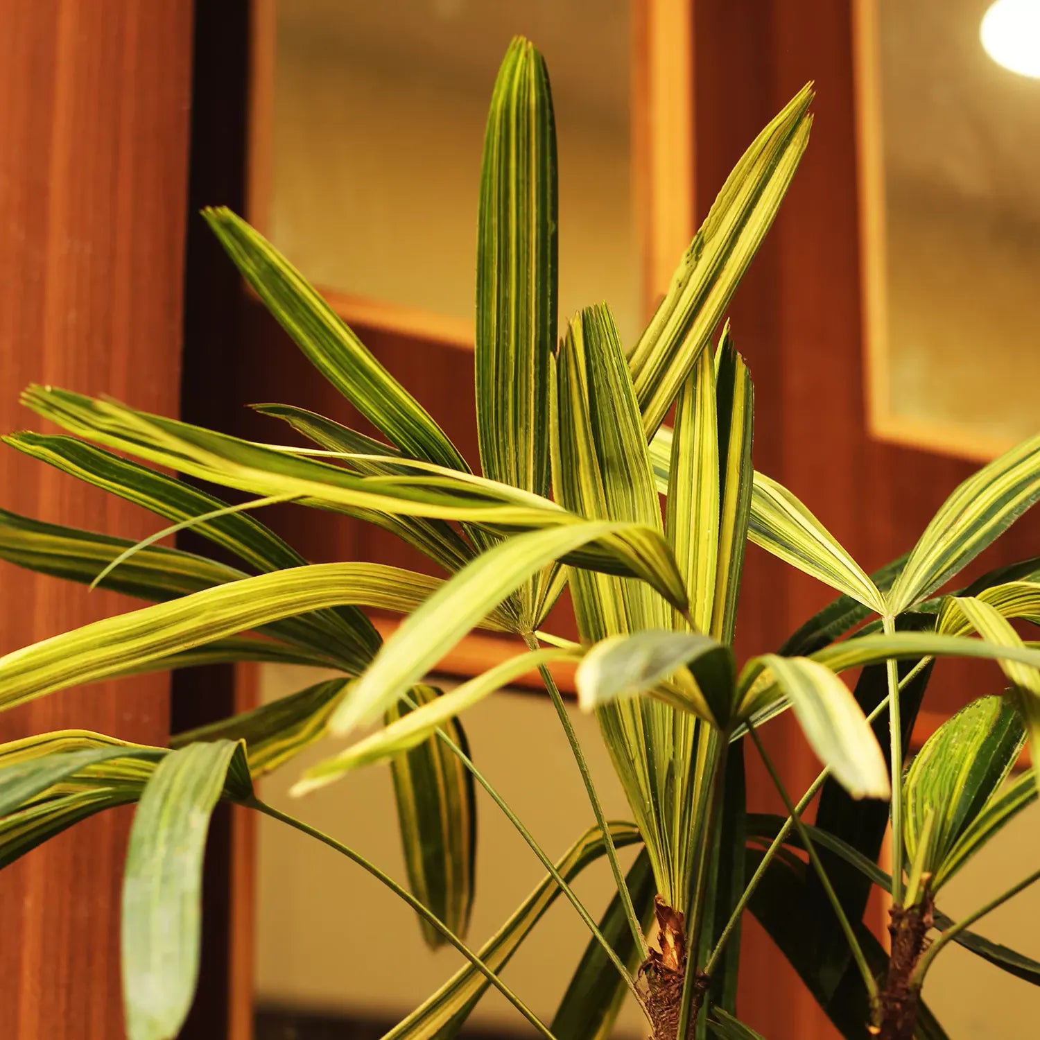 variegated palm plant Rhapis Excelsa Variegated (Lady palm or Bamboo palm)