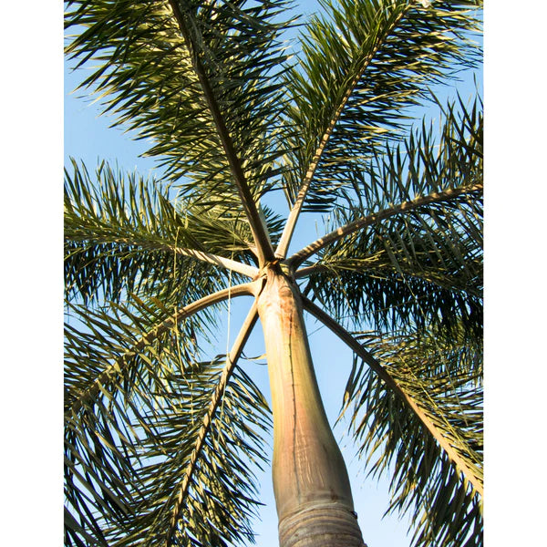 Buy Foxtail Palm (Wodyetia bifurcata) -Plant Online at Lalitenterprise