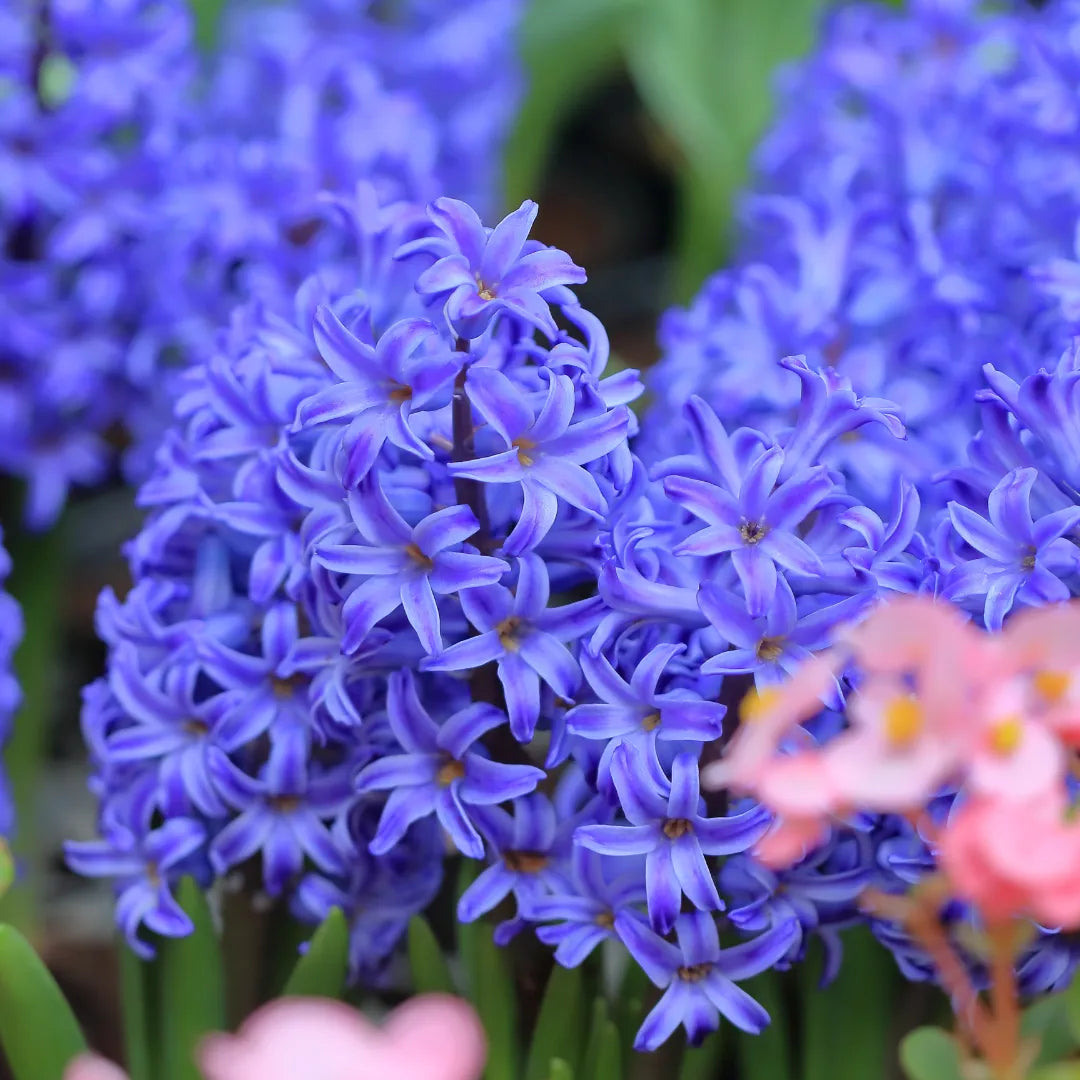 Hyacinth Flower Bulbs - Multicolour