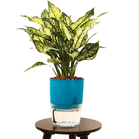 Buy Snow white AGLAONEMA  Plant in Self Watering Pot With LECA balls Online at Lalitenterprise