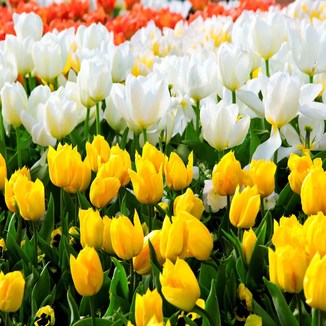 Buy Tulip Flowering Bulbs "Multicolour" Online at Lalitenterprise