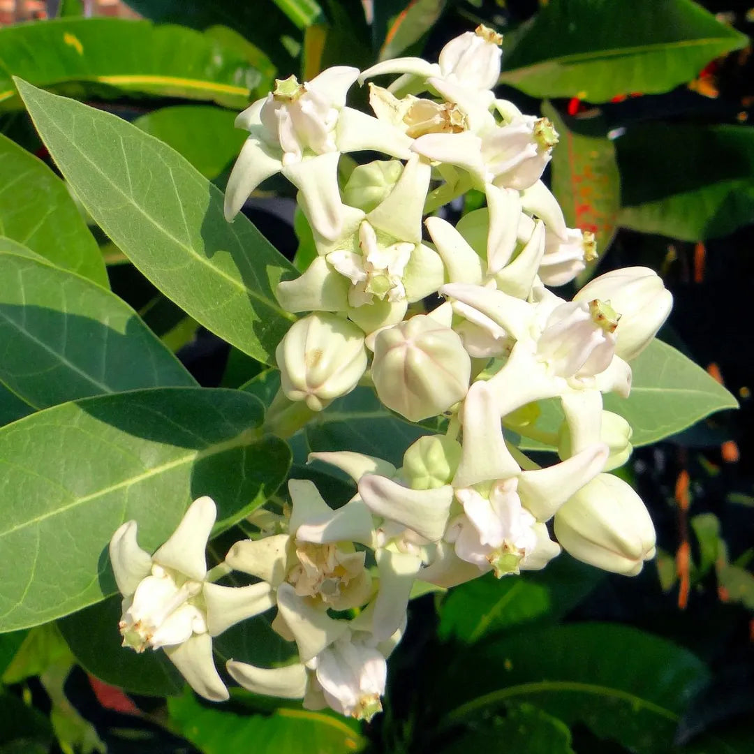 Buy Aak (Calotropis Gigantea) "Crown Flower" - Plant Online at Lalitenterprise