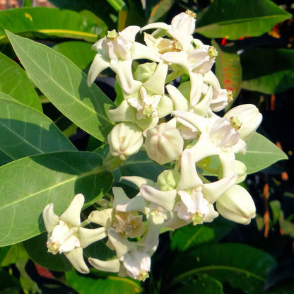 Buy Aak (Calotropis Gigantea) "Crown Flower" - Plant Online at Lalitenterprise