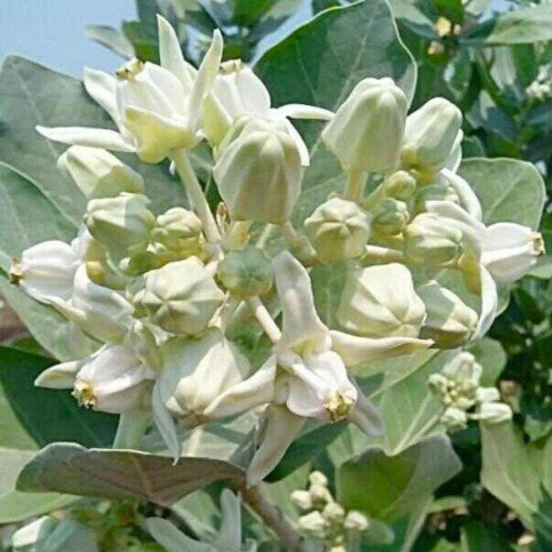 Buy Calotropis Gigantea - Plant Online at Lalitenterprise