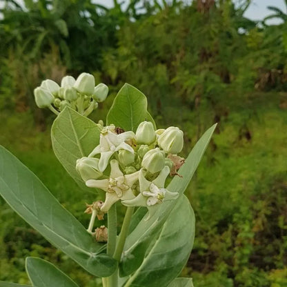 Buy Crown Flower - Plant Online at Lalitenterprise