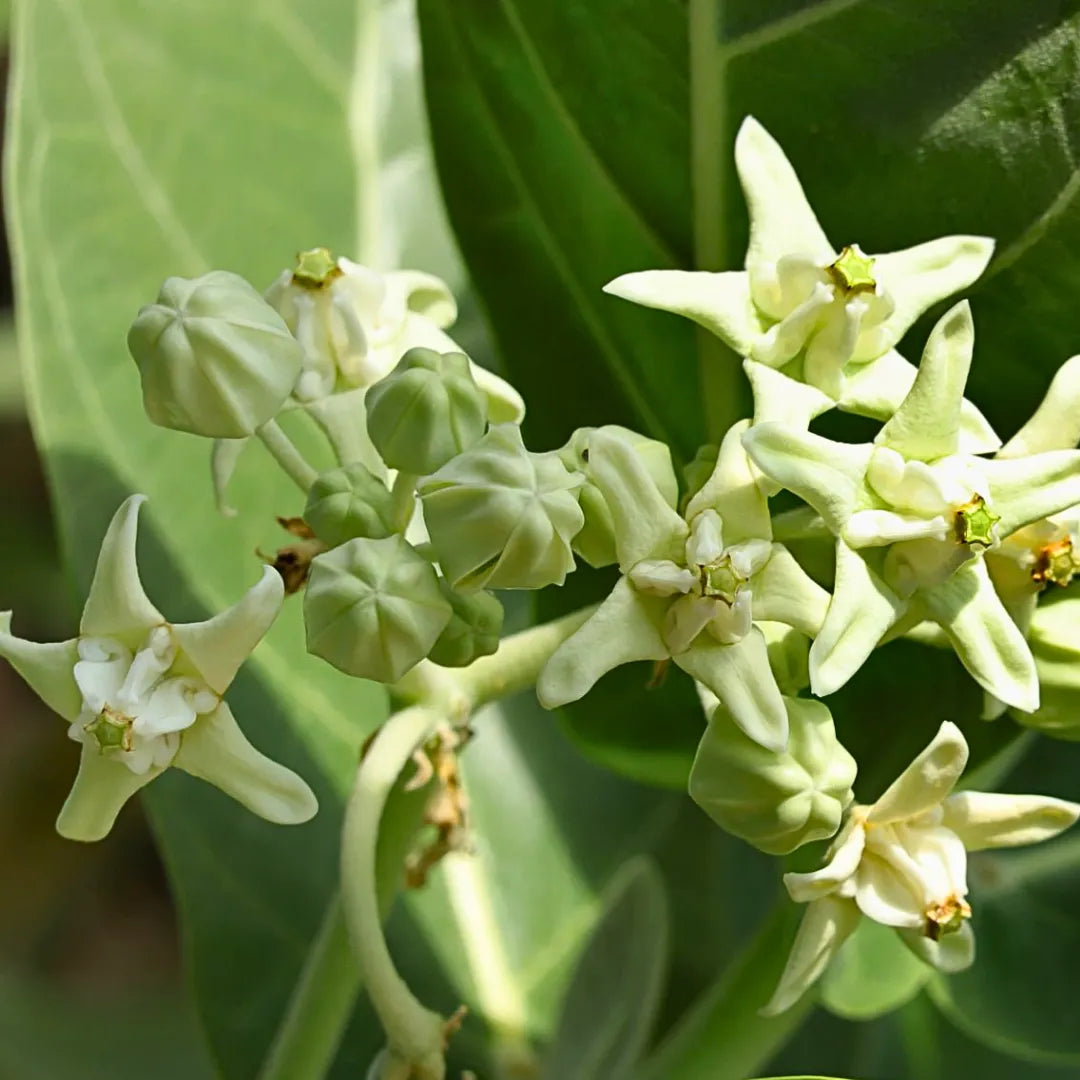 Buy Aak - Plant Online at Lalitenterprise