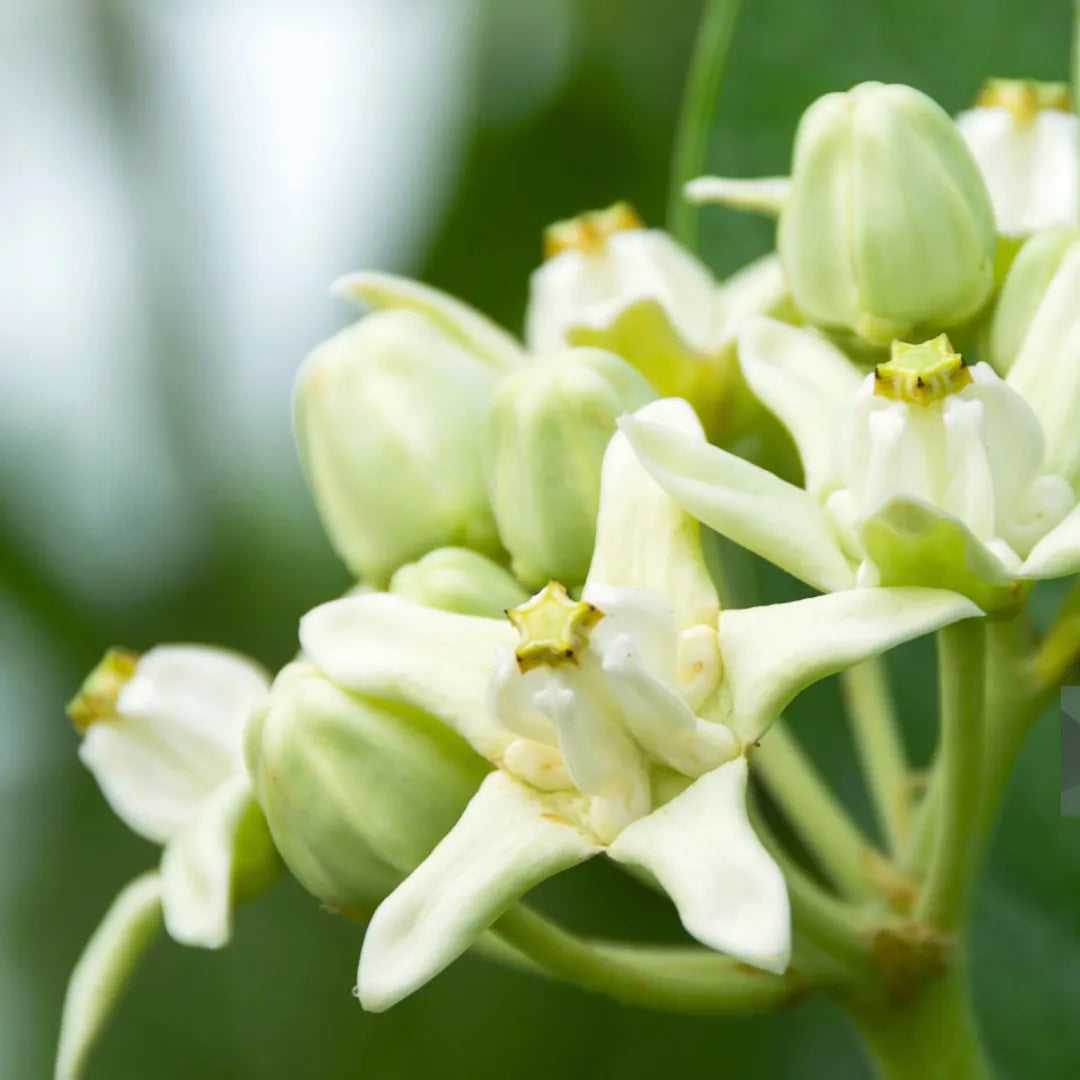 Buy Aak (Calotropis Gigantea) "Crown Flower" - Plant Online at Lalitenterprise