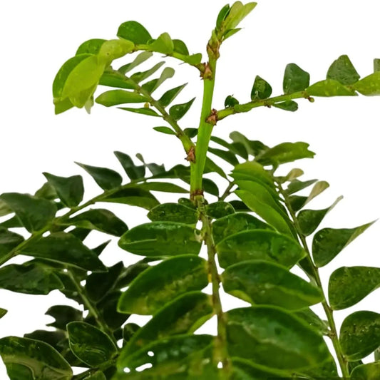 Buy Aamras Green, Flowering Plant Online at Lalitenterprise