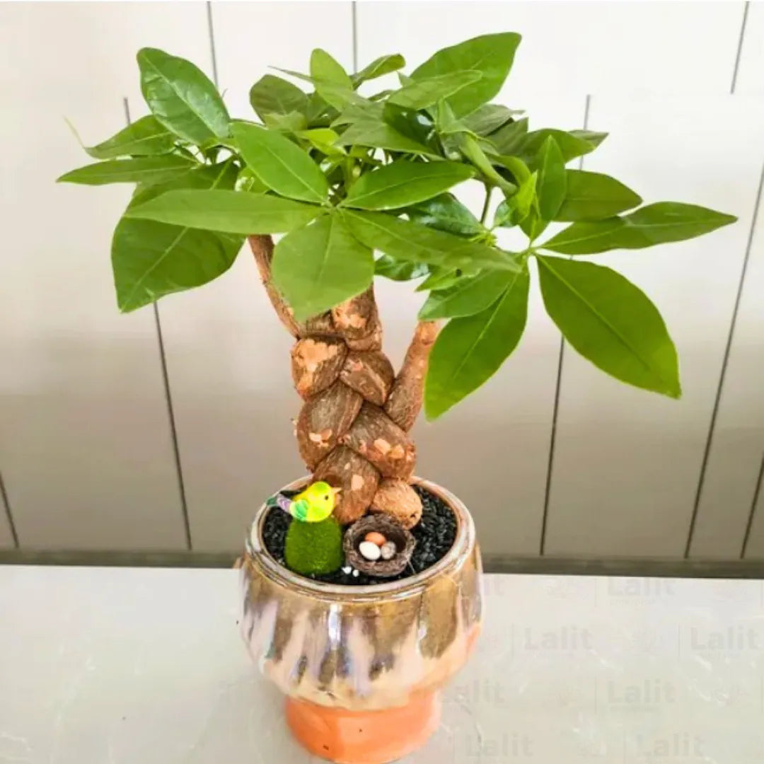 Buy Braided Pachira Aquatic, Money Tree Bonsai - Plant Online at Lalitenterprise