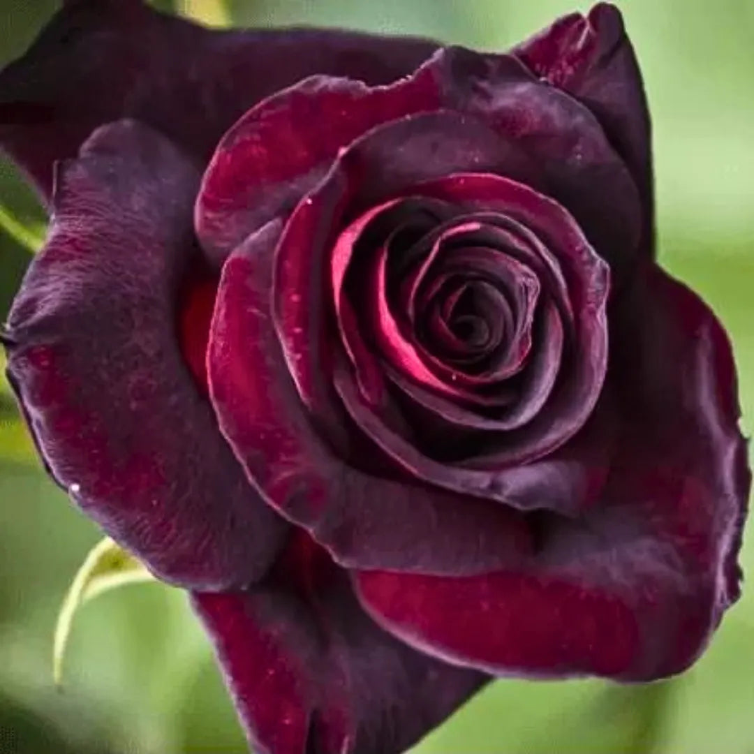 Buy Black Lady Rose - Plant Online at Lalitenterprise