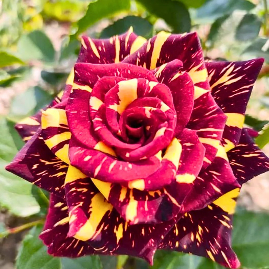Buy Abracadabra Rose - Plant Online at Lalitenterprise
