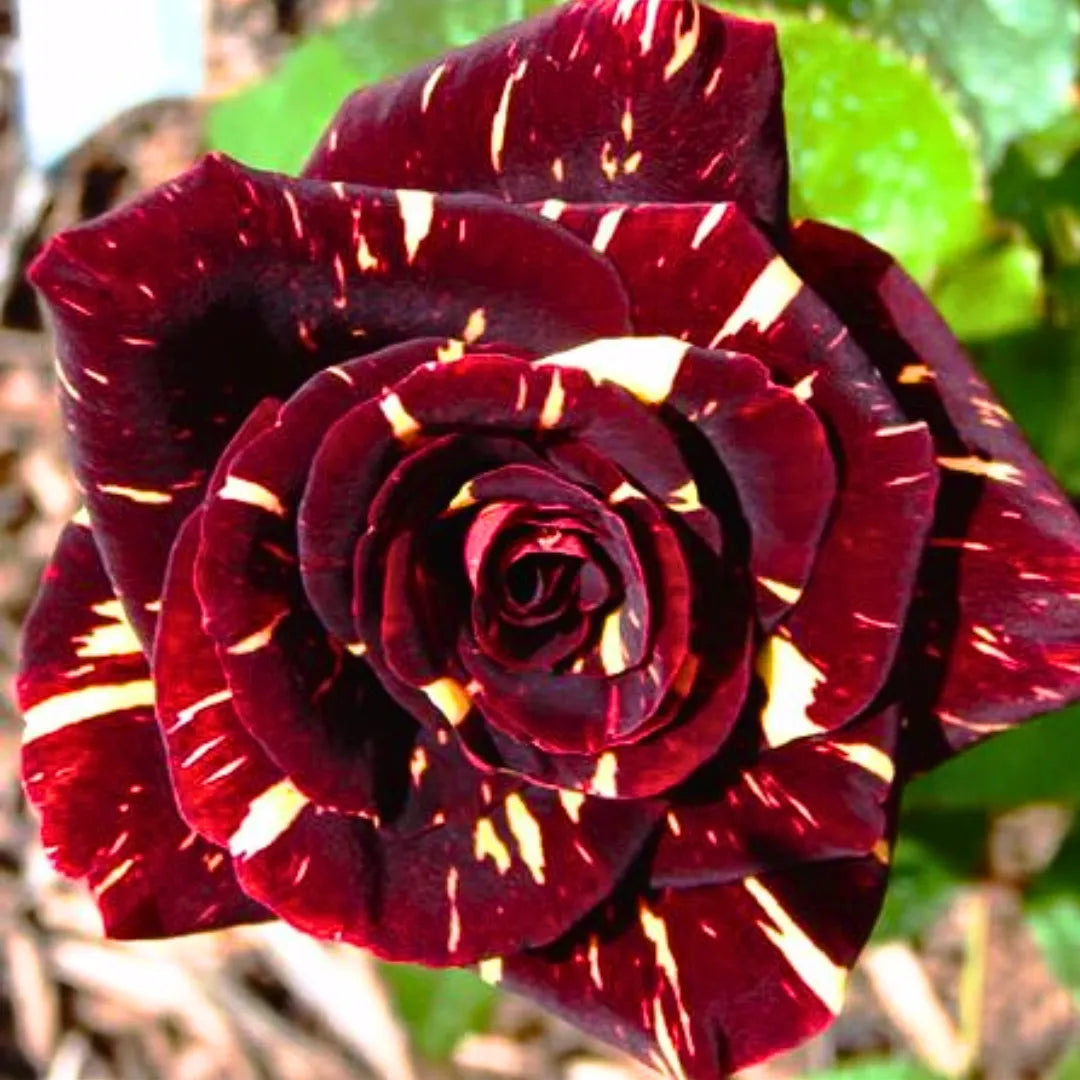 Buy Abracadabra Rose "Hocus Pocus Rose" - Plant Online at Lalitenterprise