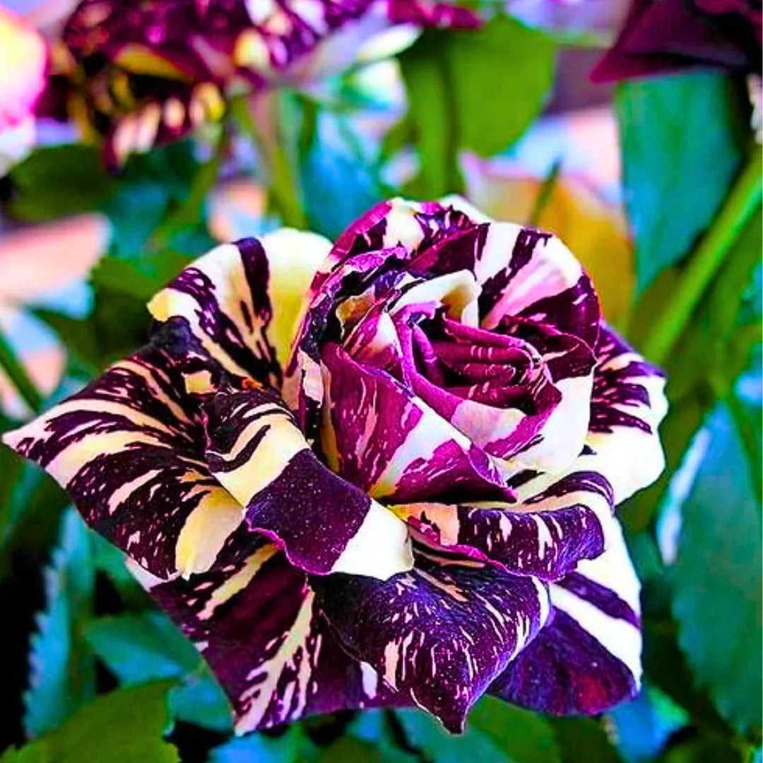 Buy Hocus Pocus Rose - Plant Online at Lalitenterprise