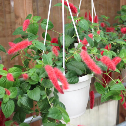 Buy Acalypha Hispida "Chenille" - Plant Online at Lalitenterprise