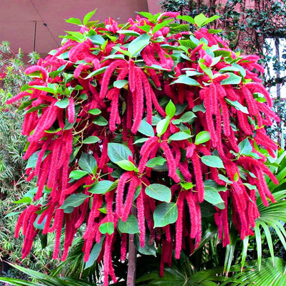 Buy Acalypha Hispida "Chenille" - Plant Online at Lalitenterprise