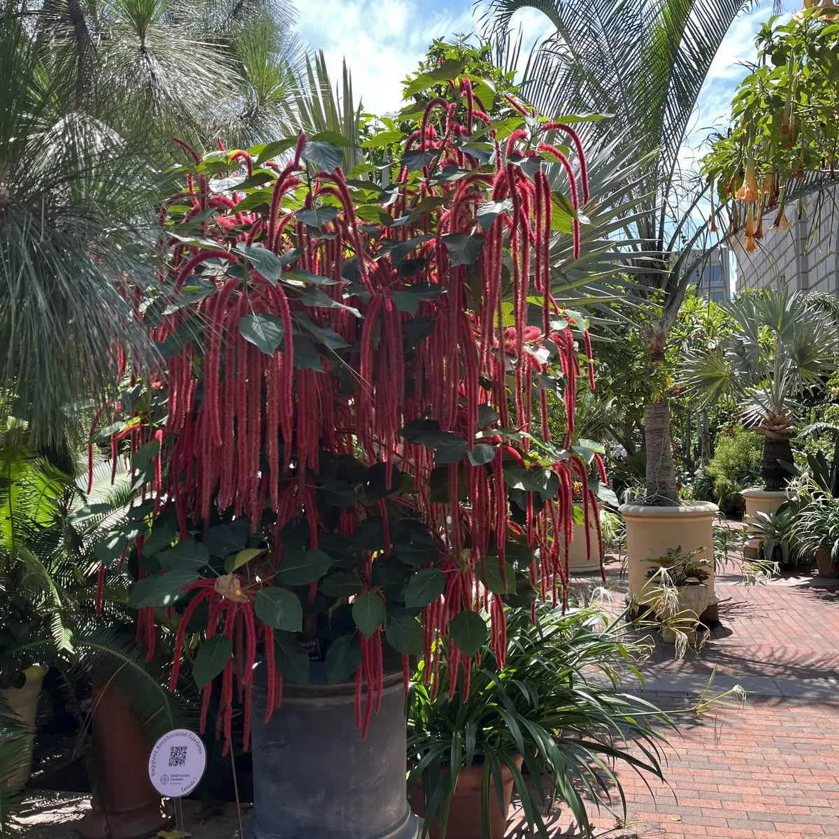 Buy Acalypha Hispida "Chenille" - Plant Online at Lalitenterprise