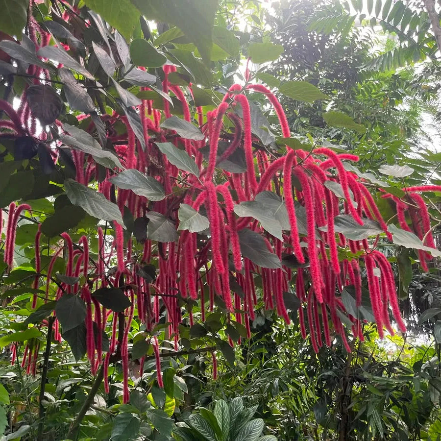 Buy Acalypha Hispida "Chenille" - Plant Online at Lalitenterprise