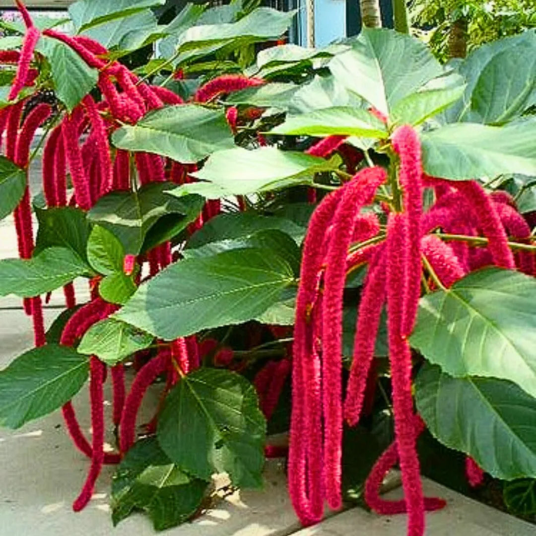 Buy Acalypha Hispida "Chenille" - Plant Online at Lalitenterprise