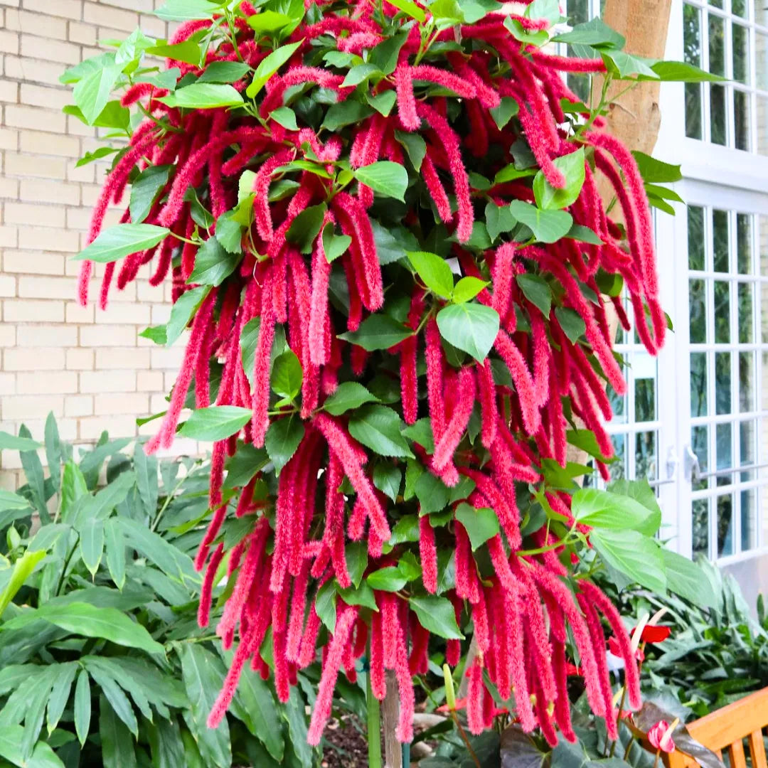 Buy Acalypha Hispida "Chenille" - Plant Online at Lalitenterprise