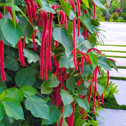 Buy Acalypha Hispida "Chenille" - Plant Online at Lalitenterprise