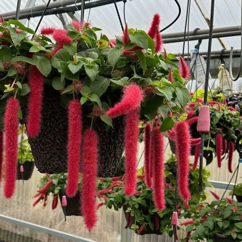 Buy Acalypha Hispida "Chenille" - Plant Online at Lalitenterprise
