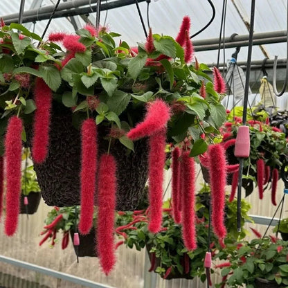 Buy Acalypha Hispida "Chenille" - Plant Online at Lalitenterprise