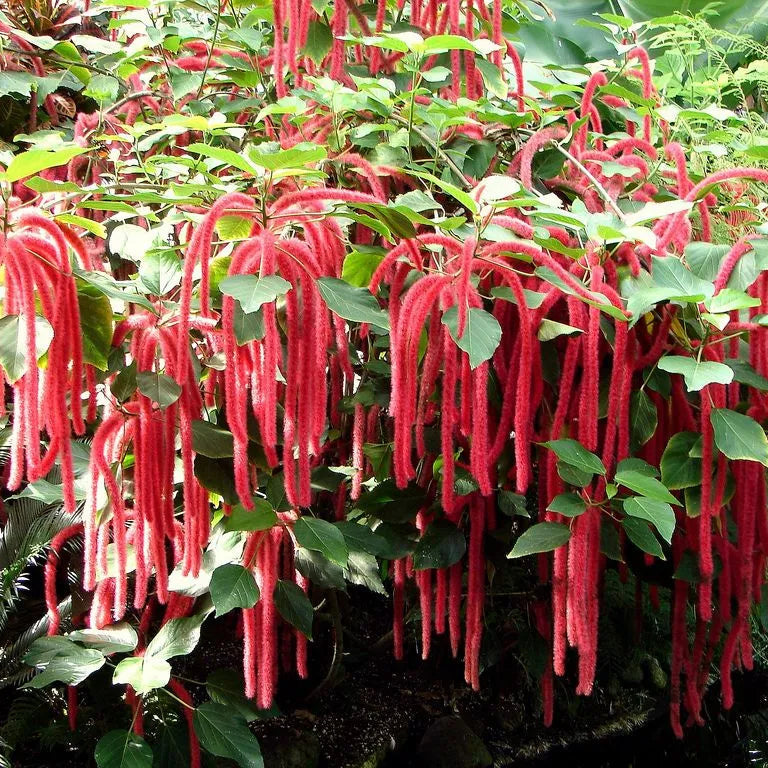 Buy Acalypha Hispida "Chenille" - Plant Online at Lalitenterprise
