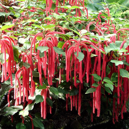 Buy Acalypha Hispida "Chenille" - Plant Online at Lalitenterprise