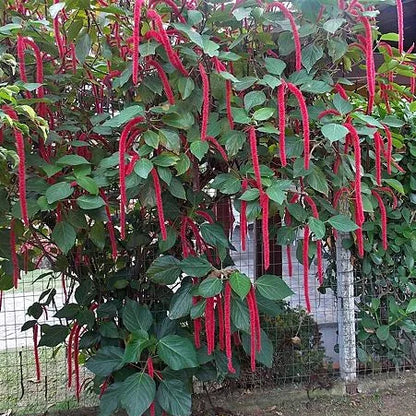Buy Acalypha Hispida "Chenille" - Plant Online at Lalitenterprise