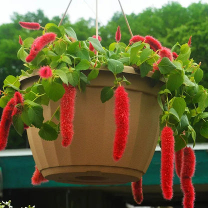 Buy Acalypha Hispida "Chenille" - Plant Online at Lalitenterprise