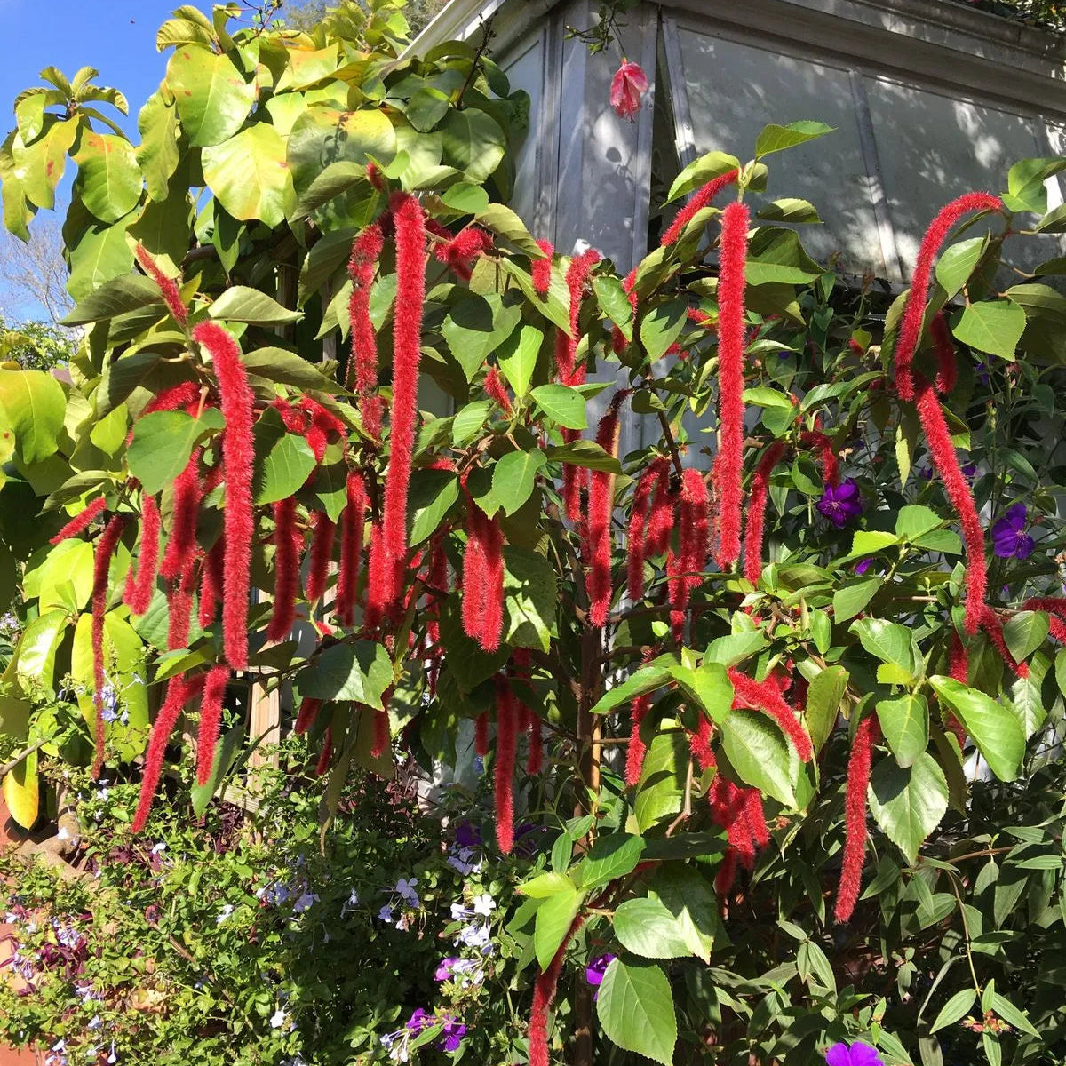 Buy Acalypha Hispida "Chenille" - Plant Online at Lalitenterprise