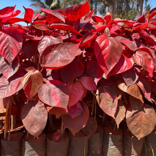 Buy Acalypha Red 'wilkesiana' - Plant Online at Lalitenterprise