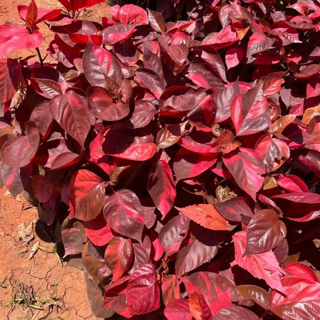 Buy Acalypha Red 'wilkesiana' - Plant Online at Lalitenterprise