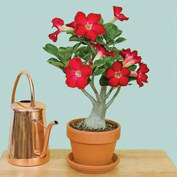 Buy Adenium Obesum "Red" - Plant Online at Lalitenterprise