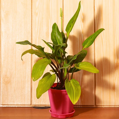 Buy African Hosta (Drimiopsis Maculata) - Plant Online at Lalitenterprise