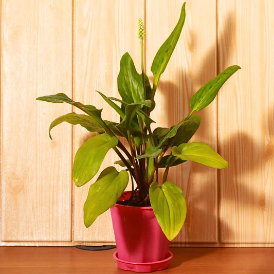 Buy African Hosta (Drimiopsis Maculata) - Plant Online at Lalitenterprise