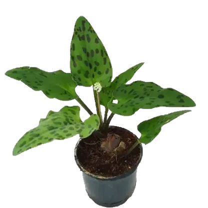 Buy African Hosta (Drimiopsis Maculata) Plant Online at Lalitenterprise